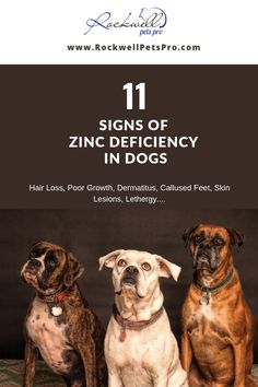 three dogs sitting next to each other with the title 11 signs of zinc defidicy in