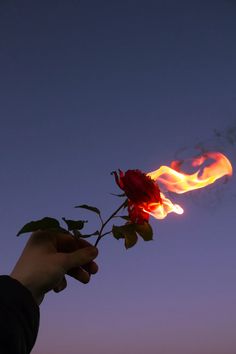 Rose On Fire, Burning Flowers, Burning Rose, Fire Image, Fire Photography, Aesthetic Roses, Söt Katt, Rosé Aesthetic, Tapeta Pro Iphone