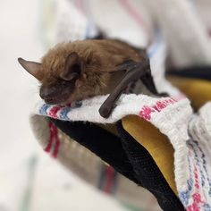 a small bat is laying on top of some towels and blankets that are folded up