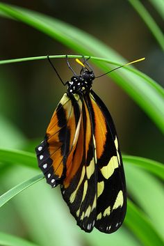 an orange and black butterfly sitting on top of a green plant