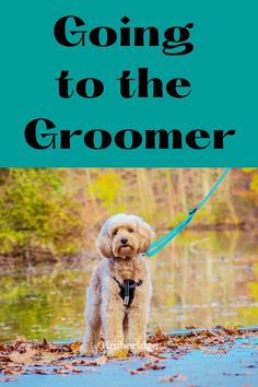 a dog on a leash with the words going to the groomer in front of it