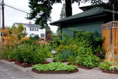 the garden is full of different types of plants