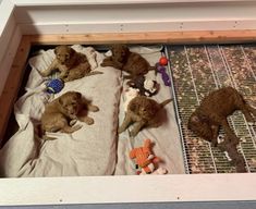 four puppies are laying on a blanket in a wooden box with wire mesh doors