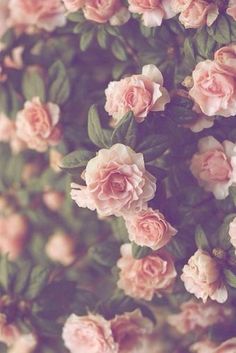 pink roses are blooming on the bush in front of an old fashioned camera lens