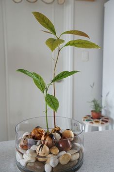 a glass bowl filled with rocks and a green plant in it on top of a counter