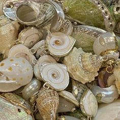 many different shells are stacked on top of each other