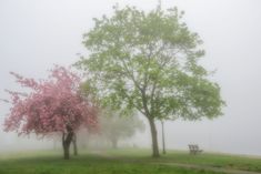 two trees with pink flowers in the fog