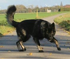 a large black dog walking across a street