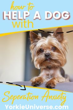 Ease those worried tails and calm anxious hearts! Discover compassionate strategies and expert tips on helping your furry friend cope with separation anxiety. From gradual departures to soothing techniques, learn how to provide comfort and support for your dog when you're apart. Let's make every goodbye a 'see you soon' without the stress! Animal Behaviorist, Behavior Problems, Dog Trainer, Yorkshire Terrier