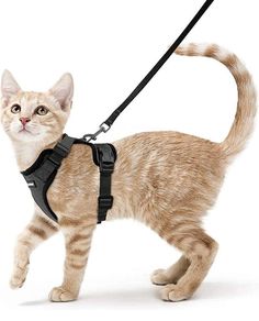 an orange cat wearing a harness and walking on a white background in front of the camera