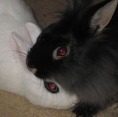 a black and white rabbit with red eyes laying on the floor