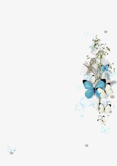 blue butterflies and white flowers on a white background with space for your text or image