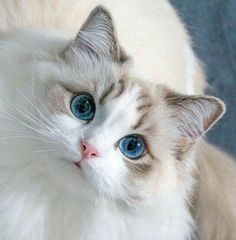 a white and brown cat with blue eyes