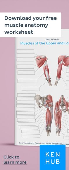 the muscles are shown in this manual for students to learn how to use their muscles