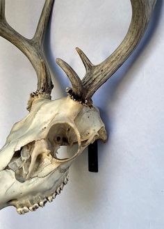 an animal skull with antlers attached to it