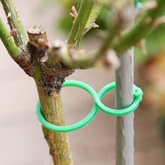 a pair of scissors attached to a tree branch