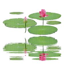 pink water lilies are reflected in the still water