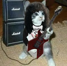 a cat wearing a shirt and holding a guitar