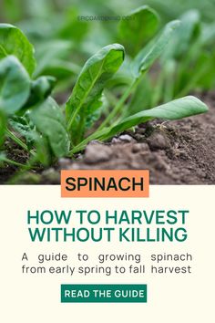 spinach sprouts growing in dirt with the title how to harvest without killing