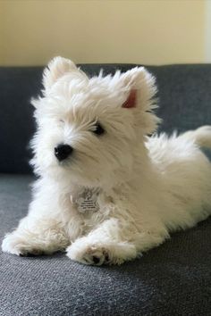 a small white dog sitting on top of a couch