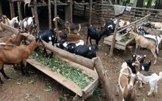 goats and goats are eating grass in an outdoor area with wooden posts, wood slats, and logs