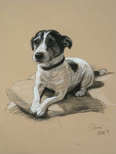 a black and white dog laying on top of a pillow