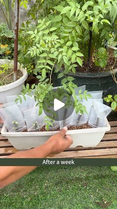 someone is holding a tray with plants in it