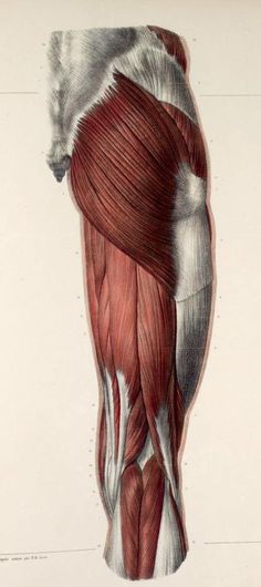 the muscles are shown in this drawing