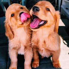 two puppies sitting in the back seat of a car with their tongues hanging out