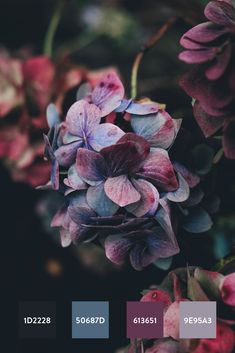 purple flowers with green leaves in the middle and red on the other side, against a black background