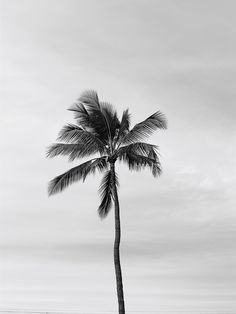 a black and white photo of a palm tree on the beach in front of an ocean