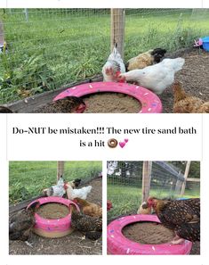 the chickens are eating out of their pink tubs and feeding them in the yard