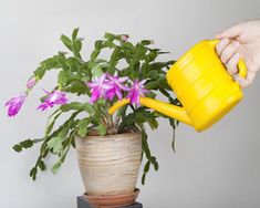 a person holding a yellow watering can over a potted plant with pink flowers in it