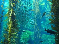 an aquarium filled with lots of different types of plants and fish swimming around the water