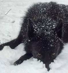 a black dog laying in the snow with it's head on its paws and eyes open