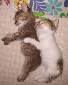 two kittens are laying next to each other on the couch and one is sleeping