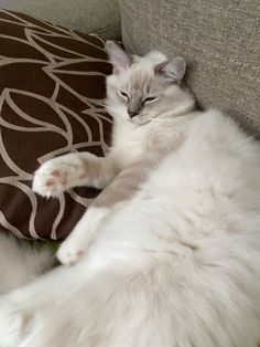 a white cat laying on top of a couch next to a brown and white pillow