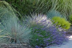 purple and green plants are growing in the garden