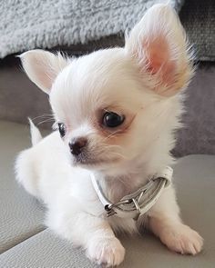 a small white dog sitting on top of a couch