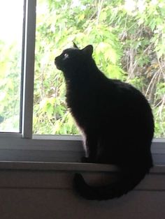 a black cat sitting on top of a window sill looking out at the trees