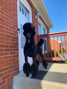 a black poodle is standing on its hind legs in front of a door and steps