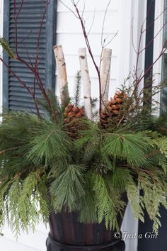 a potted plant with pine cones and branches