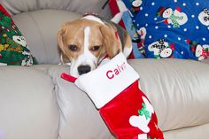 a brown and white dog sitting on top of a couch next to a christmas stocking