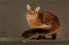 an orange and black cat sitting on top of a gray floor next to a wall