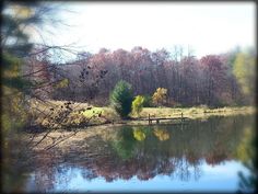 a body of water surrounded by trees and grass