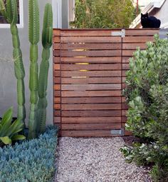 a cat sitting on top of a wooden fence in front of a cactus and succulent garden