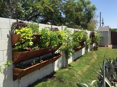 a row of planters filled with plants next to a white brick wall and green grass