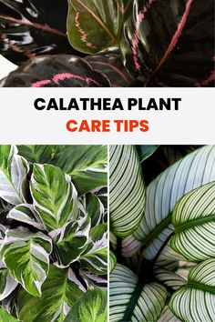 calathhea plant care tips