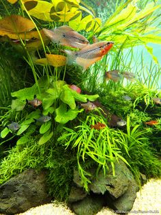 an aquarium filled with lots of plants and fish