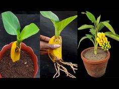 three pictures showing different stages of growing plants